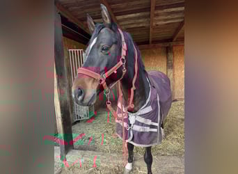 German Riding Pony, Gelding, 13 years, 14,2 hh, Brown