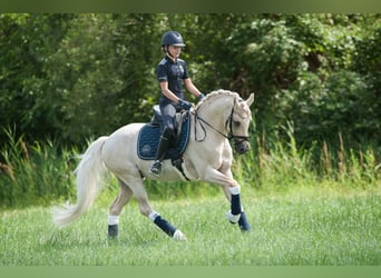German Riding Pony, Gelding, 13 years, 14,2 hh