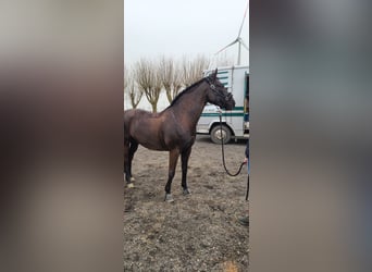 German Riding Pony Mix, Gelding, 13 years, 14,3 hh, Smoky-Black