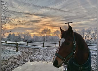German Riding Pony, Gelding, 13 years, 15 hh, Brown