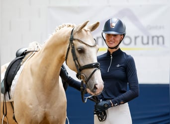 German Riding Pony, Gelding, 13 years, 15 hh, Palomino