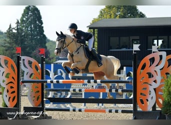 German Riding Pony, Gelding, 13 years, 15 hh, Palomino