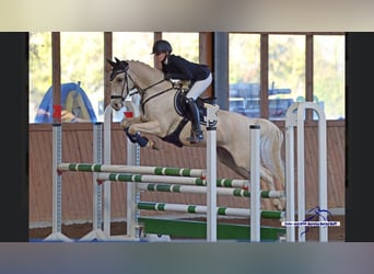 German Riding Pony, Gelding, 13 years, 15 hh, Palomino