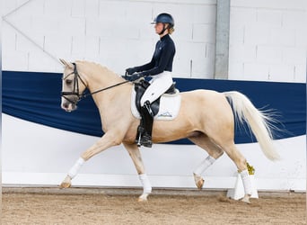 German Riding Pony, Gelding, 13 years, 15 hh, Palomino