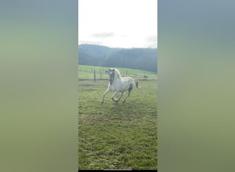 German Riding Pony Mix, Gelding, 14 years, 13.1 hh, Pinto