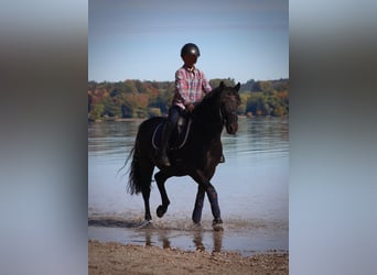 German Riding Pony, Gelding, 14 years, 13.3 hh, Black