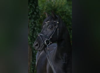 German Riding Pony, Gelding, 14 years, 13.3 hh, Black