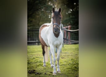 German Riding Pony Mix, Gelding, 14 years, 13.3 hh, Pinto