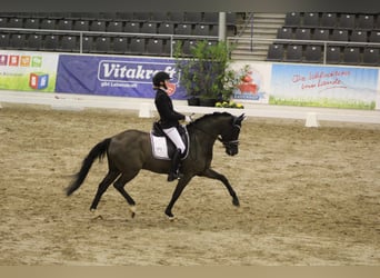 German Riding Pony, Gelding, 14 years, 14,1 hh, Black