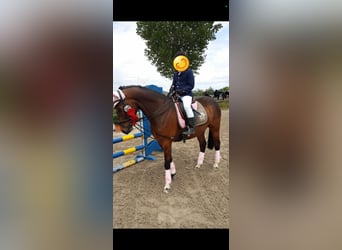 German Riding Pony, Gelding, 14 years, 14.1 hh, Brown
