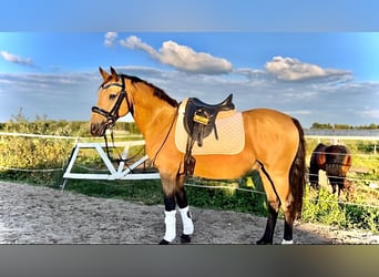 German Riding Pony, Gelding, 14 years, 14.1 hh German Riding Pony, Gelding, 14 years, 14.1 hh