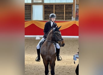German Riding Pony, Gelding, 14 years, 14.1 hh