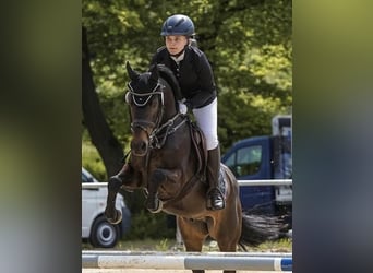 German Riding Pony, Gelding, 14 years, 14,1 hh, Smoky-Black