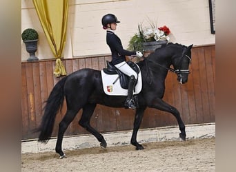 German Riding Pony, Gelding, 14 years, 14.2 hh, Black