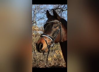 German Riding Pony, Gelding, 14 years, 14.2 hh, Brown
