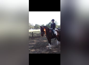 German Riding Pony, Gelding, 14 years, 14.2 hh, Brown