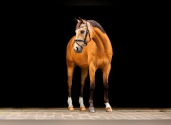 German Riding Pony, Gelding, 14 years, 14.2 hh, Buckskin