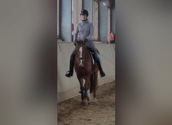 German Riding Pony, Gelding, 14 years, 14.2 hh, Chestnut-Red