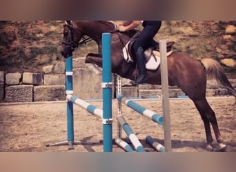 German Riding Pony, Gelding, 14 years, 14,2 hh, Chestnut-Red