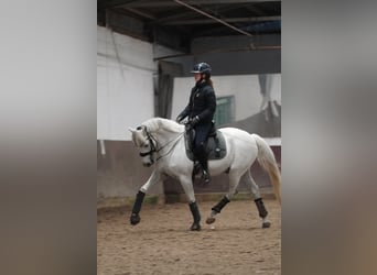 German Riding Pony, Gelding, 14 years, 14.2 hh