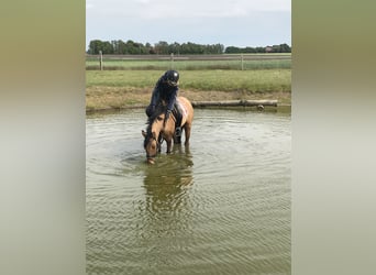 German Riding Pony, Gelding, 14 years, 14.2 hh, Dun