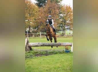 German Riding Pony, Gelding, 14 years, 14.2 hh, Dun