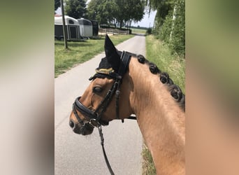 German Riding Pony, Gelding, 14 years, 14.2 hh, Dun