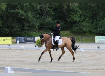 German Riding Pony, Gelding, 14 years, 14.2 hh, Dun