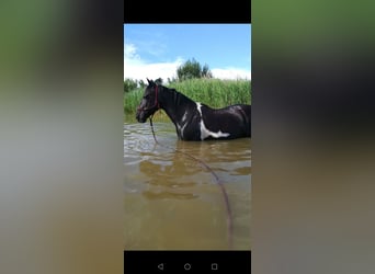 German Riding Pony Mix, Gelding, 14 years, 14,2 hh, Pinto