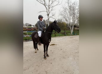 German Riding Pony, Gelding, 14 years, 14 hh, Black