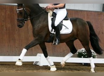 German Riding Pony, Gelding, 14 years, 14 hh, Brown