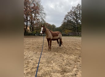 German Riding Pony, Gelding, 14 years, 14 hh, Chestnut-Red