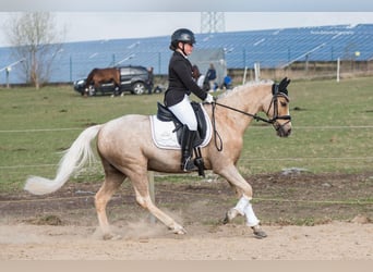 German Riding Pony, Gelding, 14 years, 14 hh, Palomino