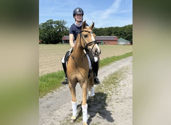 German Riding Pony, Gelding, 14 years, 14 hh, Palomino