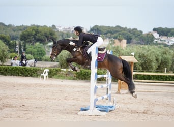 German Riding Pony, Gelding, 14 years, 14,1 hh, Brown