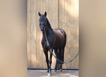 German Riding Pony, Gelding, 14 years, 14,2 hh, Black