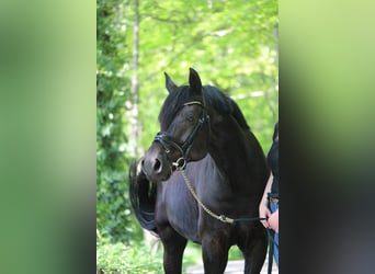 German Riding Pony, Gelding, 14 years, 14,2 hh, Black