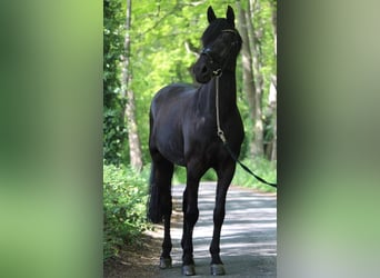 German Riding Pony, Gelding, 14 years, 14,2 hh, Black