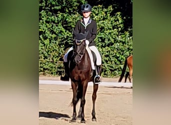 German Riding Pony, Gelding, 14 years, 14,2 hh, Black