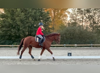 German Riding Pony, Gelding, 14 years, 14,2 hh, Chestnut