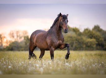 German Riding Pony, Gelding, 14 years, 15.1 hh, Brown