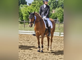 German Riding Pony, Gelding, 14 years, Chestnut-Red