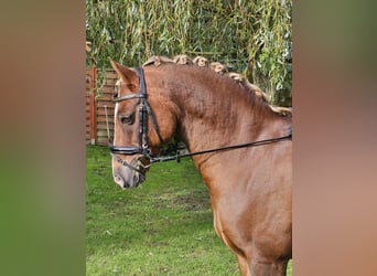 German Riding Pony, Gelding, 14 years, Chestnut-Red