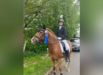 German Riding Pony, Gelding, 14 years, Chestnut-Red