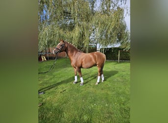 German Riding Pony, Gelding, 14 years, Chestnut-Red