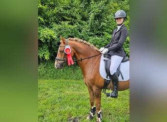 German Riding Pony, Gelding, 14 years, Chestnut-Red