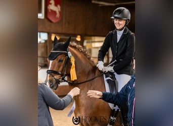 German Riding Pony, Gelding, 14 years, Chestnut-Red