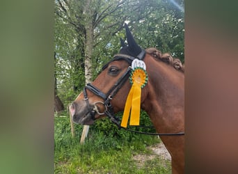 German Riding Pony, Gelding, 14 years, Chestnut-Red