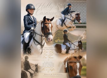 German Riding Pony Mix, Gelding, 15 years, 13.2 hh, Pinto