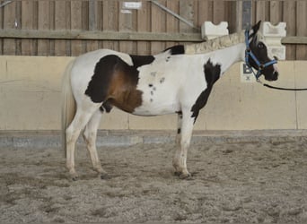 German Riding Pony, Gelding, 15 years, 13,2 hh, Pinto